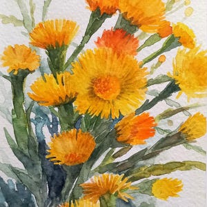 Tussilago farfara-dipinto originale a acquarelli,fiori gialli,fiori piccoli,petali gialli,dipinto di fiori,erba selvatica,idea per regalo
