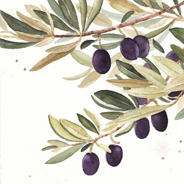 Olea europaea-original acuarela, pintura de hojas de olivo, ramitas y aceitunas, acuarela botánica, postal de colección,