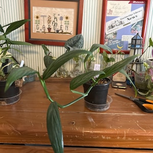 May include: A green houseplant with long, pointed leaves growing in a black pot. The plant is on a wooden table with a framed cross-stitch of a garden scene and a framed sign with the text "Stockbridge Library News" hanging on the wall behind it.