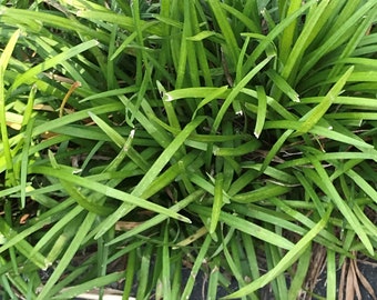 Liriope 50 Plants Lilyturf Monkey Grass Ornamental Bare Root Lily Turf Spicata