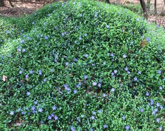 Vinca Periwinkle Plants Ground Cover Evergreen Creeping Myrtle Flowering Plant
