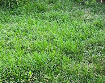 Mondo Grass 100 - 500 Plants Lilyturf Thick Carpet Groundcover Perennial Evergreen Bare Root
