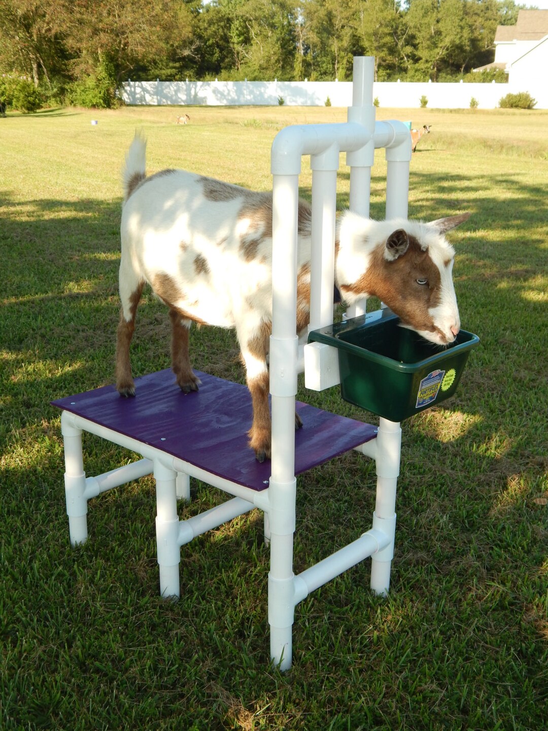 Goat Milking Stand Nigerian Dwarf Pygmy Sheep Milk Table Heavy Duty PVC Stanchion Grooming Hoof
