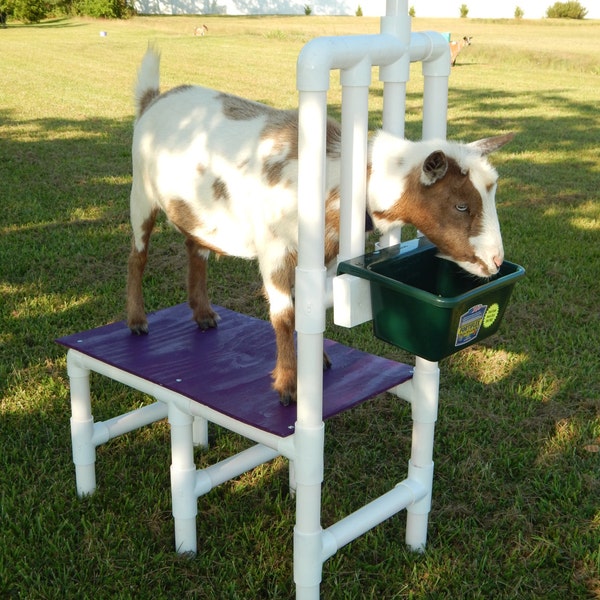 Goat Milking Stand Nigerian Dwarf Pygmy Sheep Milk Table Heavy Duty PVC Stanchion Grooming Hoof Trim Shearing Weighs Only 25lbs