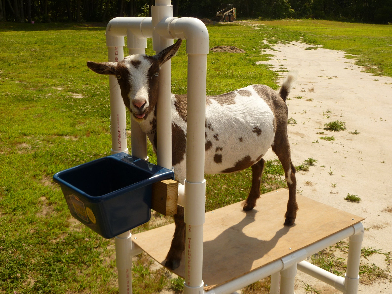 Goat Stand Milking and Feed Bucket Made in USA Nigerian Dwarf Etsy