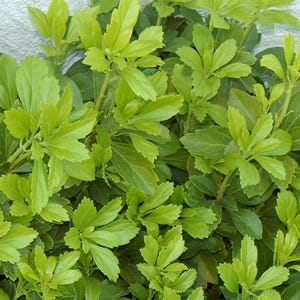 Pachysandra 35 Plants Bare Root Ground Cover Evergreen Shade Thick Green Carpet Organic Japanese Spurge Terminalis Ships PRIORITY MAIL