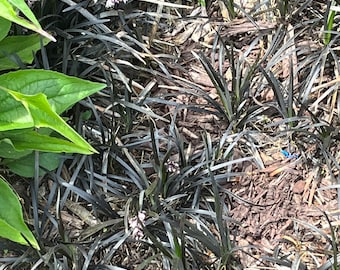 Liriope Black Dragon Mondo Grass 10 Live Plants Bare Root Monkey Grass Lilyturf Perennial Rare FREE Priority Shipping