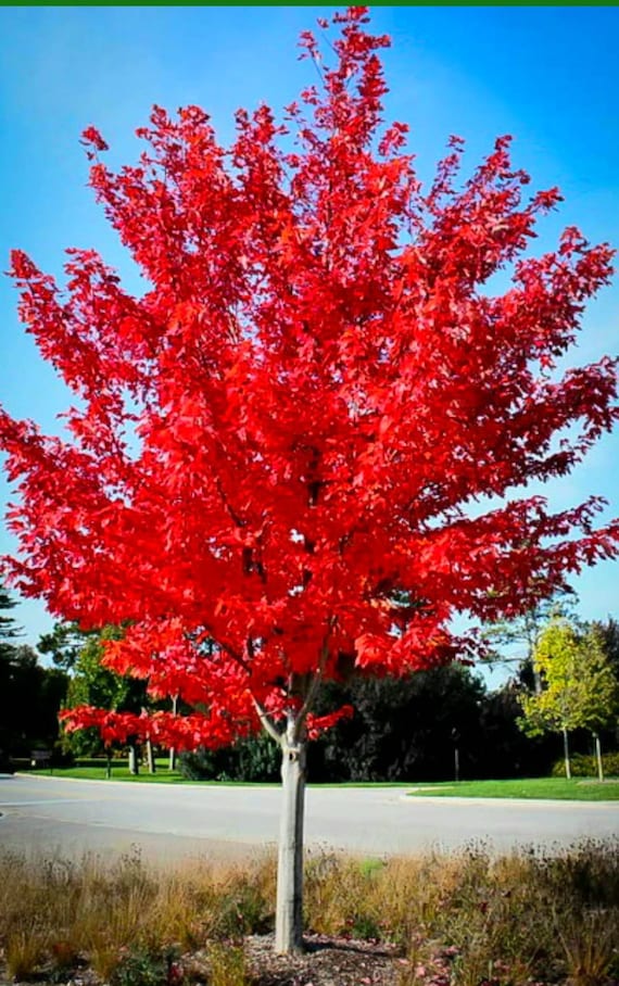 Scarlet Red Maple tree Etsy