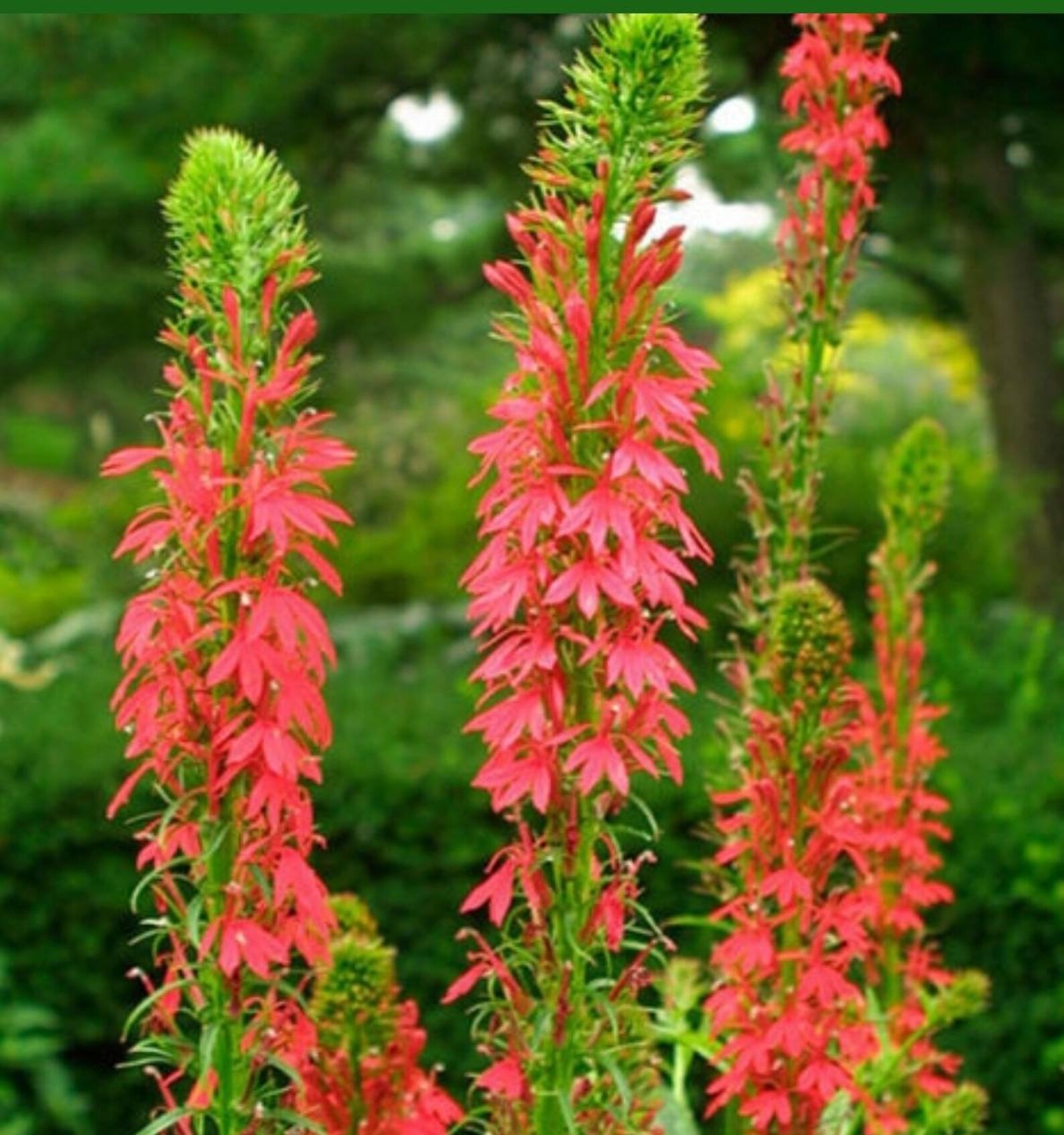Red Cardinal Flower perennial landscape curb appeal Etsy