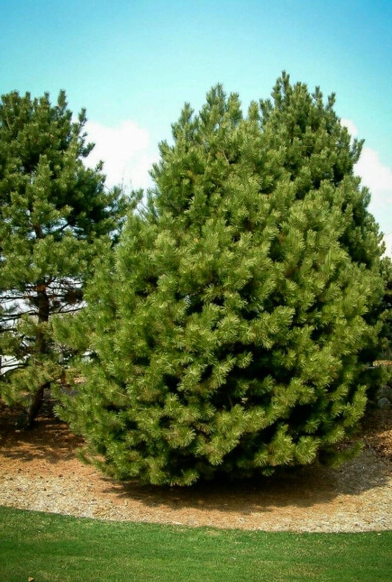 Shortleaf pine trees evergreen landscape privacy garden Etsy