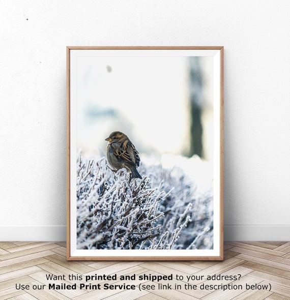 Farmhouse Christmas, Christmas Decoration, White Wall Art, Winter Photography, Bird Art, Sparrow Bird, Holiday Decor, Winter Animal Print