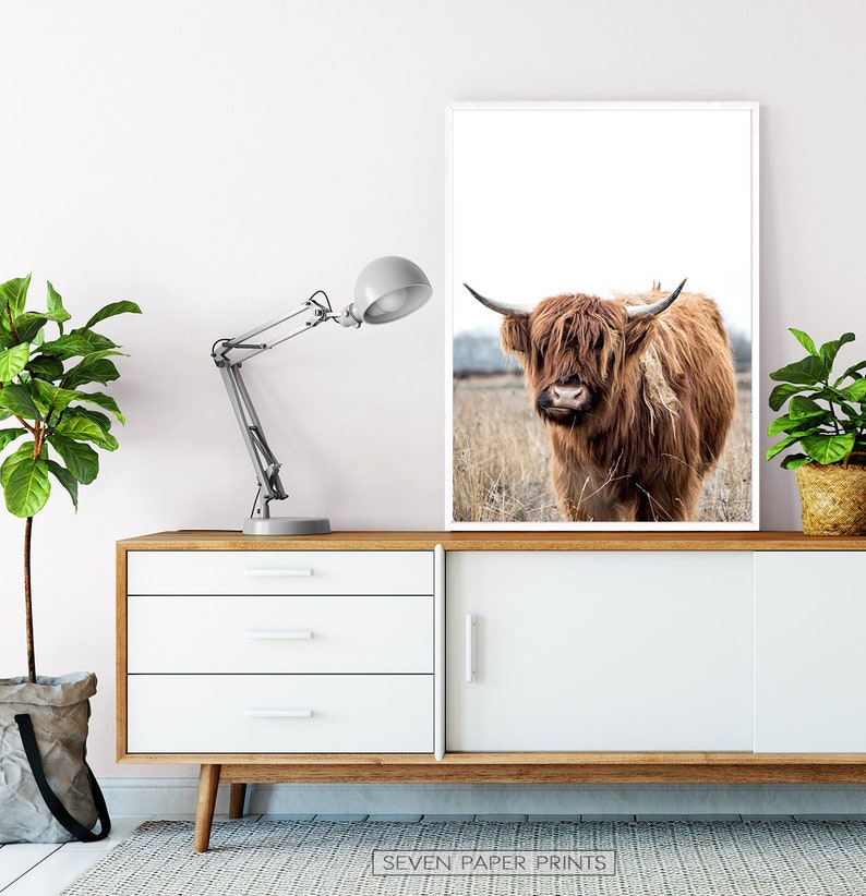 Highland Cow Print Animal Photography Printed and Shipped | Etsy