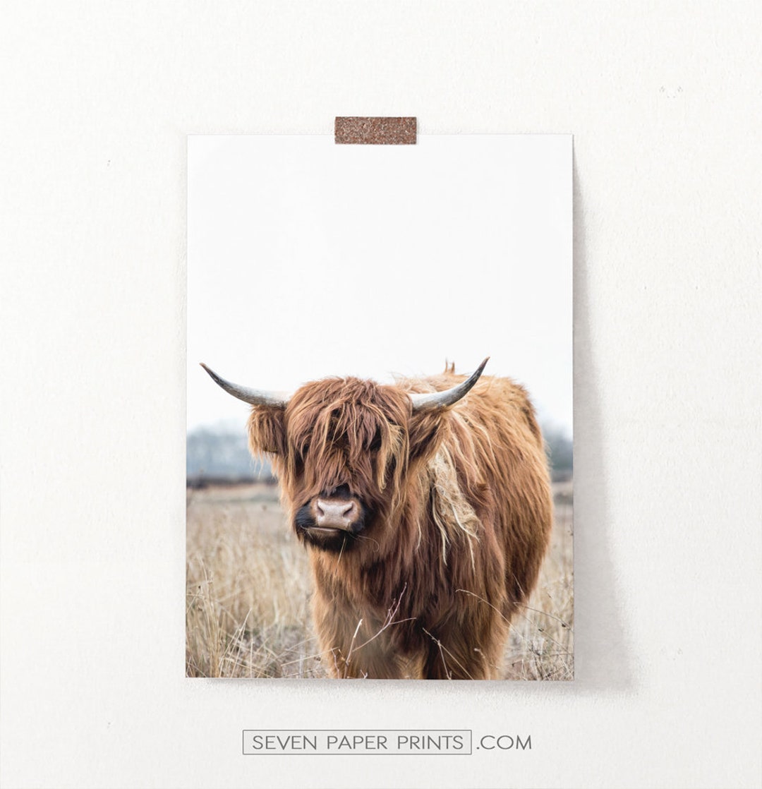 About Highland Cattle - Pittsburgher Highland Farm