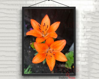 Lillie's Photo Print Flower decor wall art photo unframed print orange lillie's