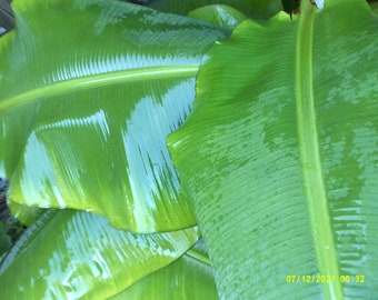 3 feuilles de bananier frais biologiques