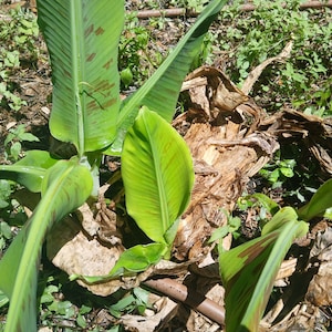 1 Organic Dwarf Cavendish Banana Tree Pup