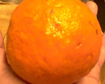 Organic Florida Sour Orange Juice