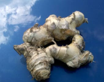 Bio-Shampoo Ingwer Zinzibar Rhizome