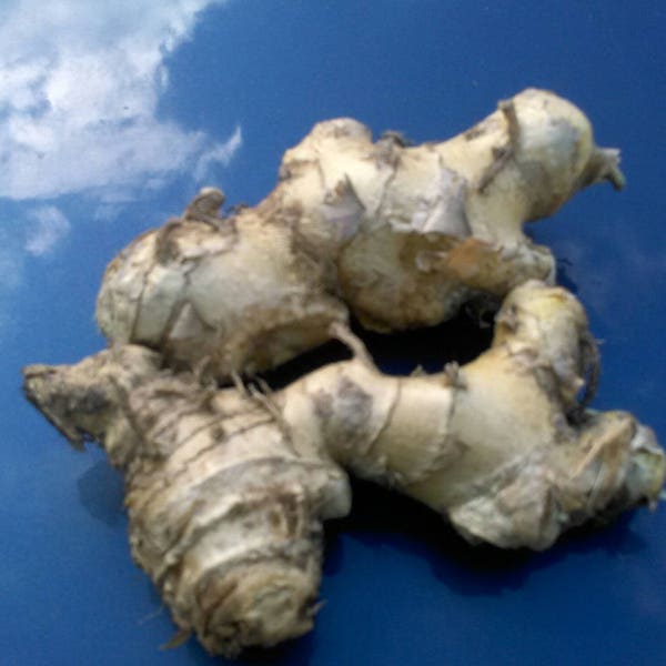 Five Organic Awapuhi Ginger Rhizomes