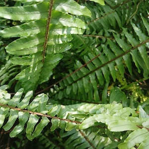 10 Organic Wild Florida Sword Ferns