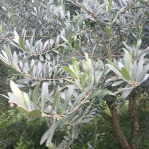 ORGANIC OLIVE LEAF