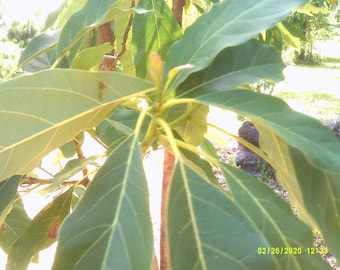 Bio 12 &quot;mexikanischen Haas Avocado Baum