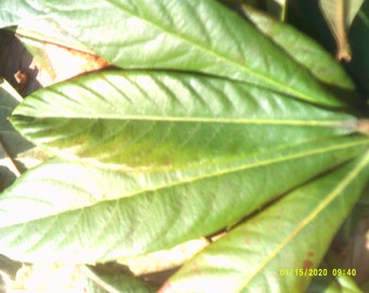Fresh Organic  Loquat Leaves