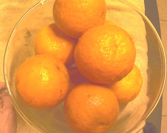 Organic Florida Seville Oranges With Seeds and Unwaxed