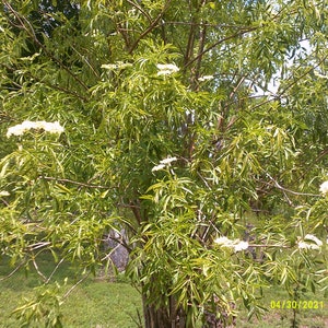 Könnte beinhalten: Eine Nahaufnahme eines Baumes mit weißen Blüten und grünen Blättern. Der Baum steht in voller Blüte und die Blüten sind in Büscheln zusammengefasst.