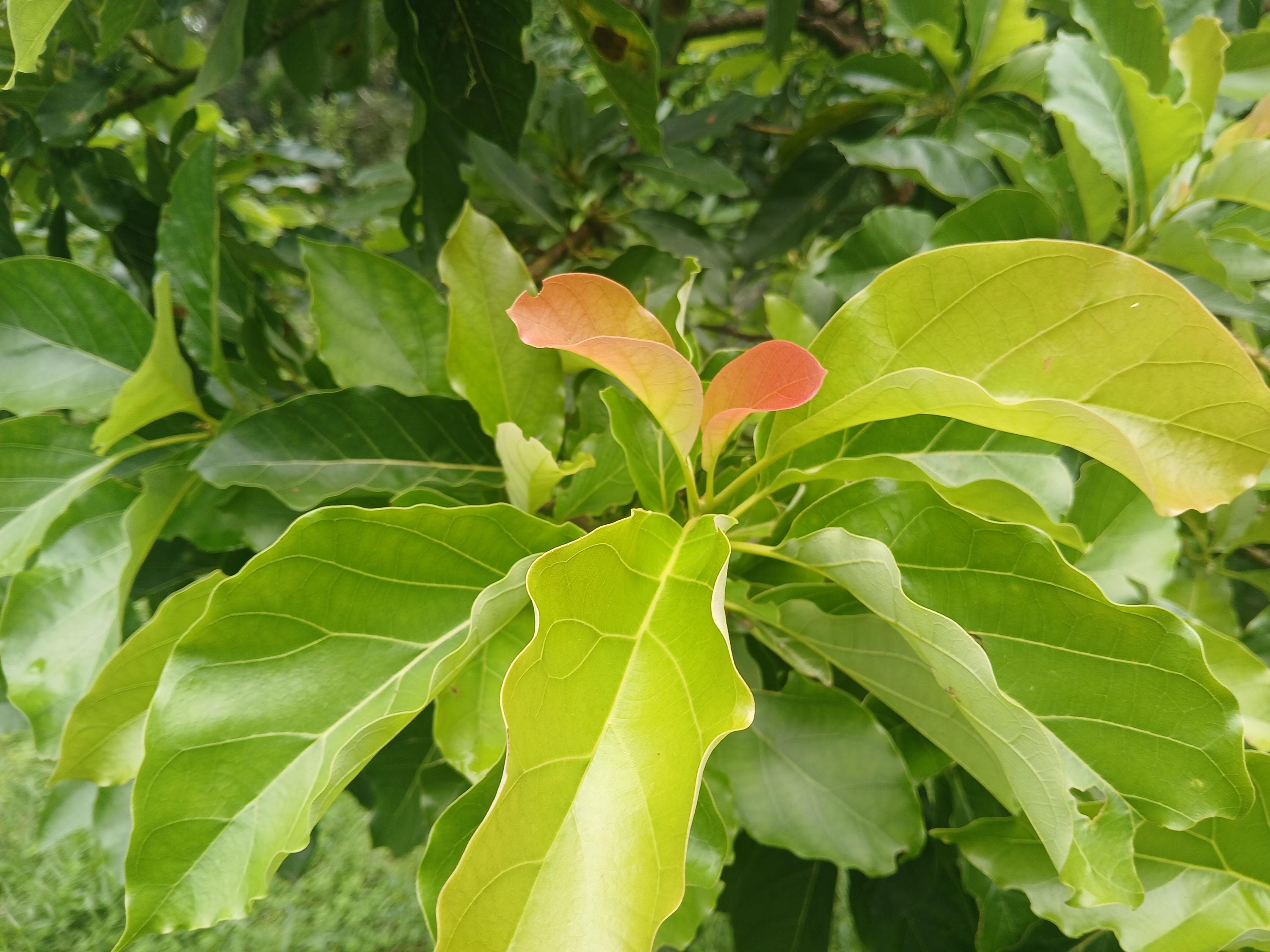 Organic Avocado Leaves