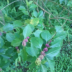 Könnte beinhalten: Nahaufnahme einer grünen, blättrigen Pflanze mit Büscheln kleiner, violetter und grüner Beeren. Die Pflanze wächst in einer üppigen, grünen Umgebung.
