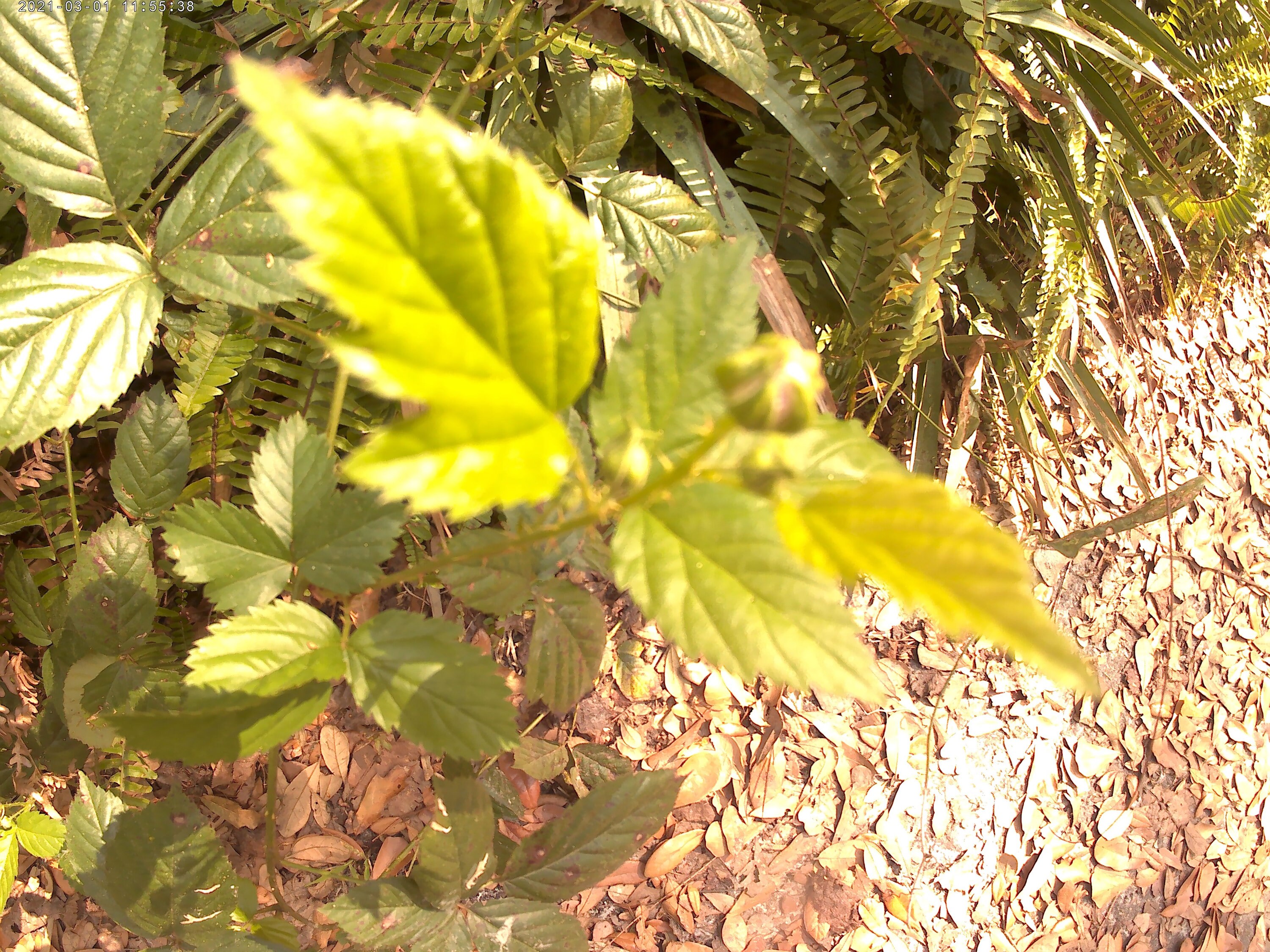 Bio Brombeerblätter