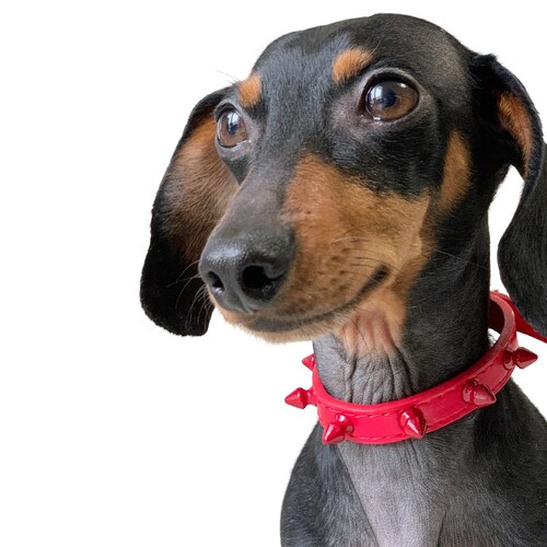 red spiked dog collar