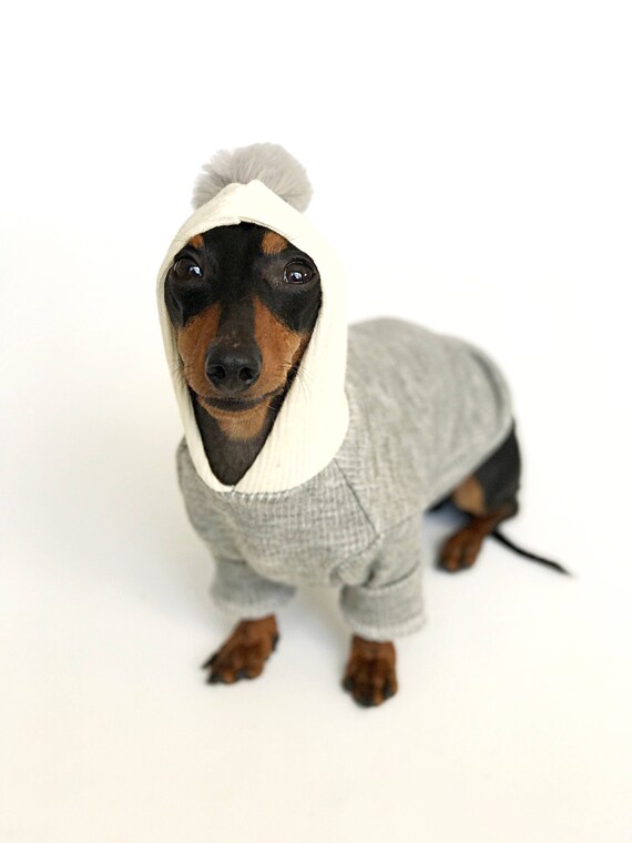dog security sweater