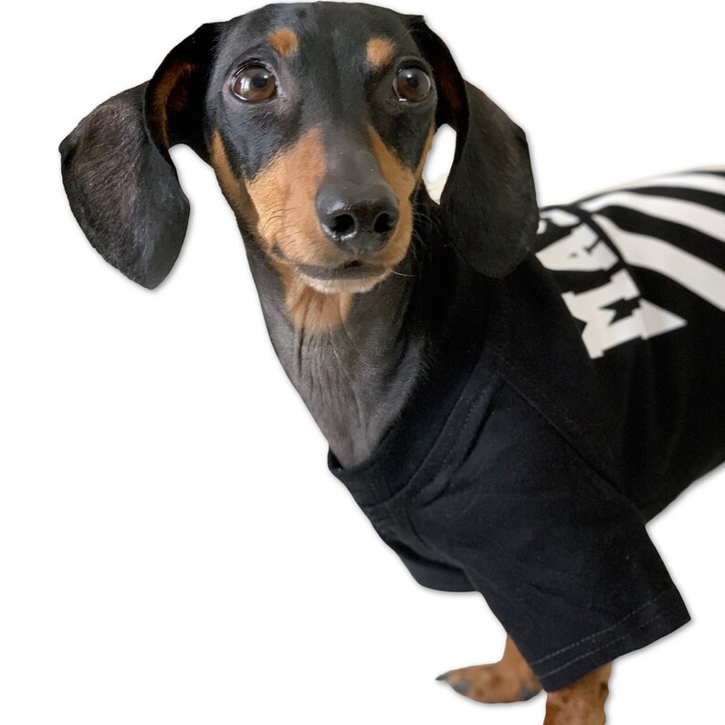 May include: A black and tan dachshund wearing a black t-shirt with white stripes and the word "WAG" printed on the back.