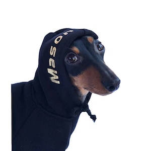 Puede incluir: Una sudadera con capucha negra con letras doradas que dicen "MASO" en el lateral. Un perro pequeño negro y marrón lleva la sudadera.