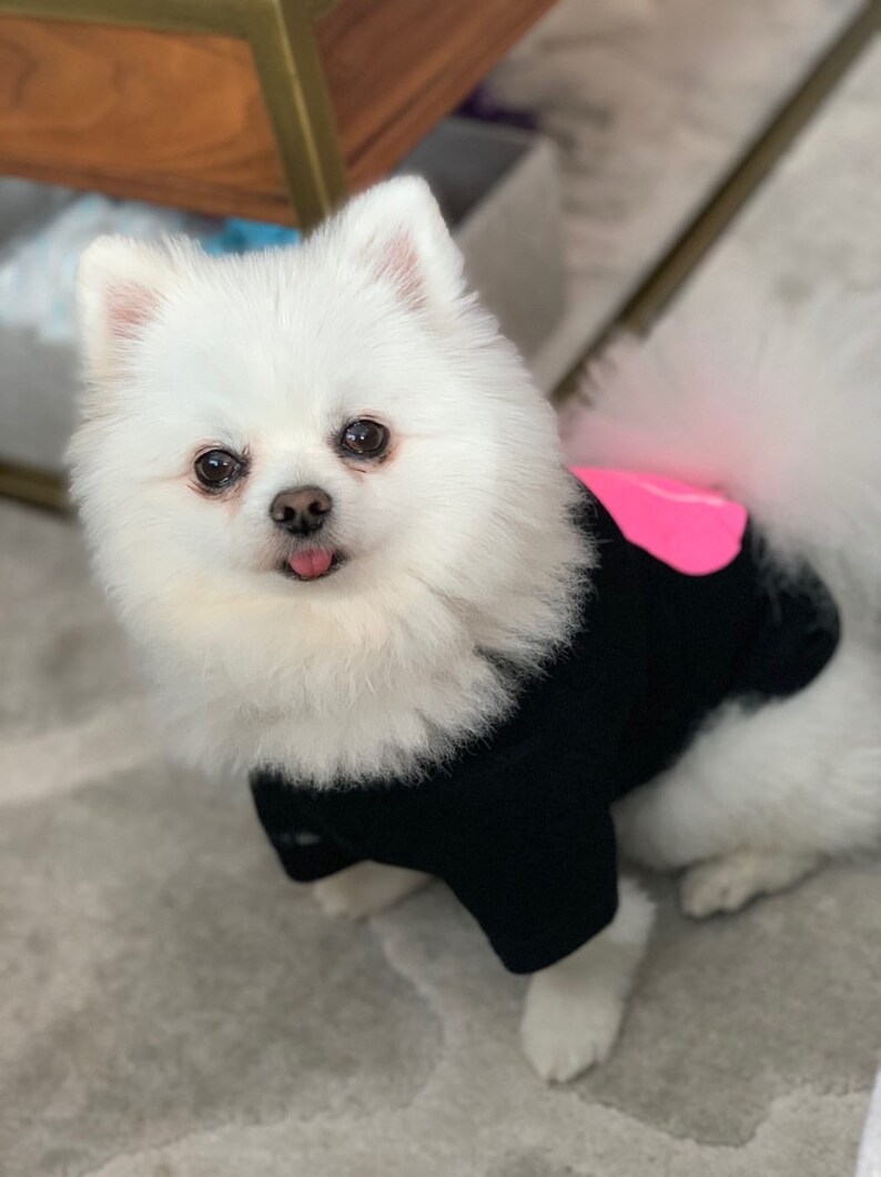 Puede incluir: Un perro blanco y esponjoso que lleva una camisa negra con un coraz&oacute;n rosa en la espalda. El perro est&aacute; mirando a la c&aacute;mara con la lengua fuera.