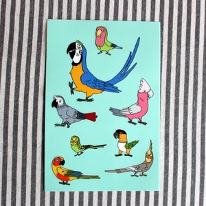 Cartoon Pet Bird / Parrot Vinyl Sticker Sheets - Two Pack - Macaw, Cockatoo, Conure, Cockatiel, Parakeet, Lovebird, African Grey, Caique