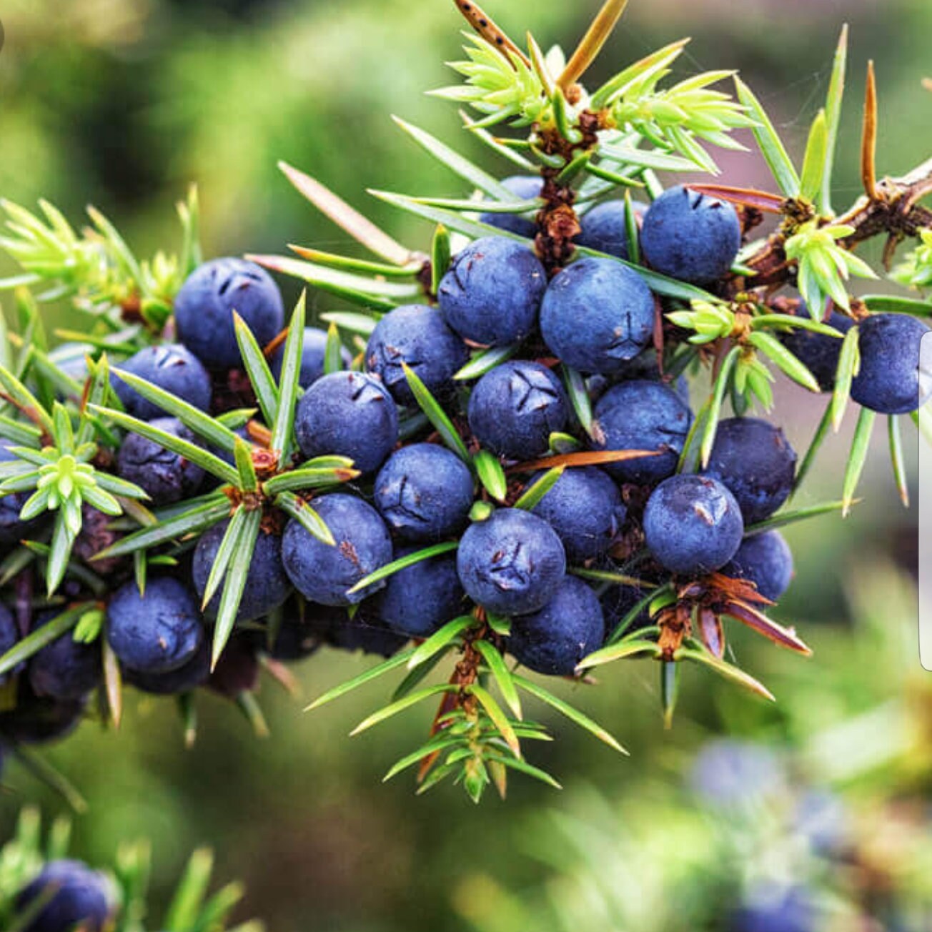 Juniper Berry Tincture (Alcohol Free)
