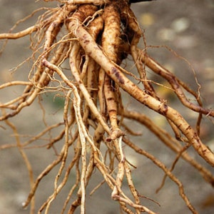 May include: A close-up of a cluster of light brown roots, some thicker than others, with a few darker brown patches. The roots are intertwined and spread out in a radial pattern.