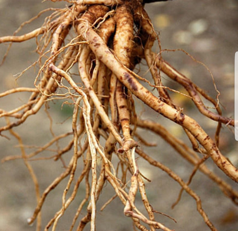 May include: A close-up of a cluster of light brown roots, some thicker than others, with a few darker brown patches. The roots are intertwined and spread out in a radial pattern.