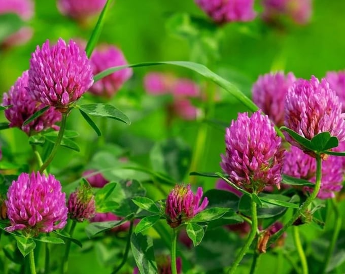 Red Clover Tincture (alcohol free)