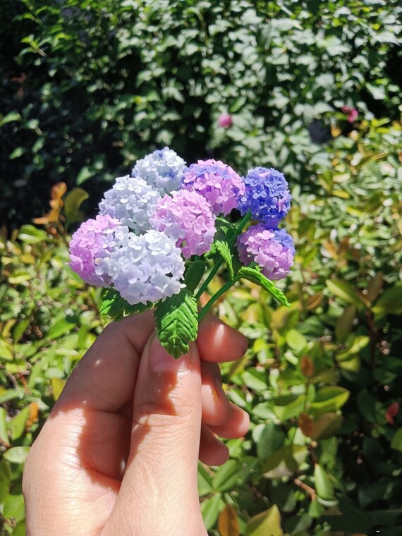 Image of Miniature hydrangea plant with purple flowers