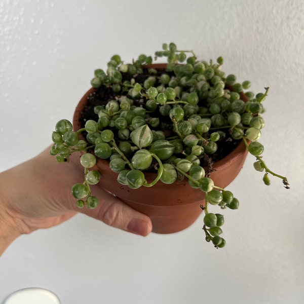 Variegated String of Pearls - Trailing Succulent - Hanging Plant in 2'' & 4" pot