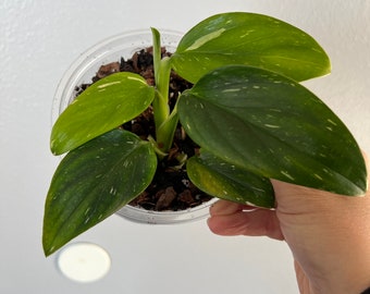 Monstera Albo Standleyana Cutting