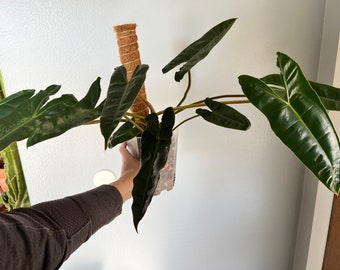 Philodendron Billietiae - RARE Plant - Exact Plant