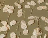 Young Bleached lunaria pods intact Lunaria pods external, internal layers, seeds Dried Money plant craft