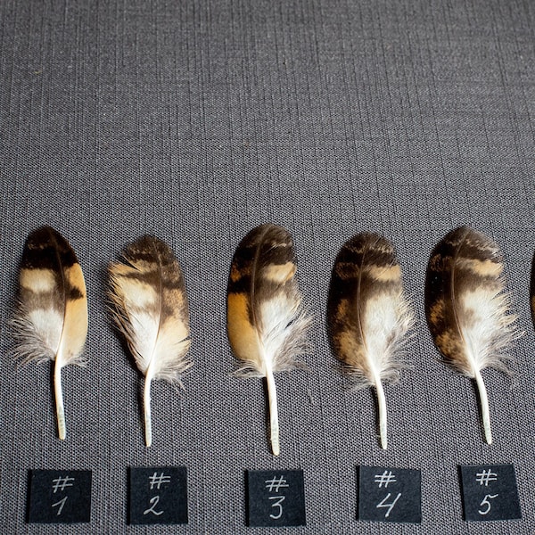 Sumpfohreule (Asio flammeus) 9,5 cm kleine Flügel Feder für Traumfänger Federn Kunsthandwerk Federn Bedarf magische Rituale Altäre
