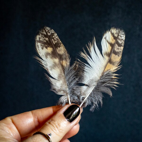 Owl Feathers Etsy
