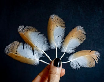 Small wings feathers Rare Barn owl feathers for earrings,  dreamcatchers Feathers Arts and Crafts Feather Supplies